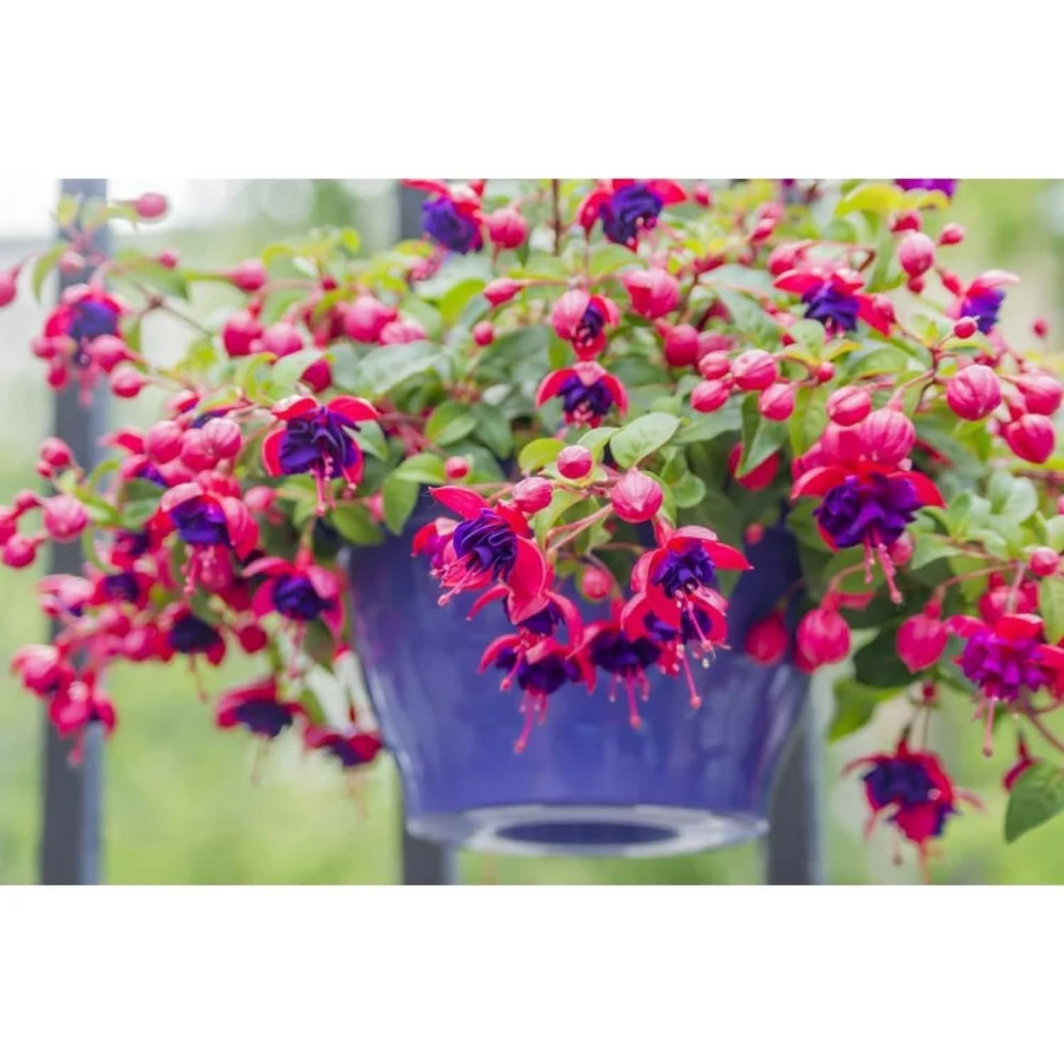 4 Blue Eyes Fuchsia Plants Live, 4 Inches Pot, Fuchsia Plants Live from 4 Inc Tall
