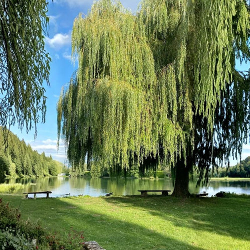 2 Weeping Willow Trees 2–3 Ft Bare Root, Fast Growing Shade Trees for Yard, Garden or Landscape