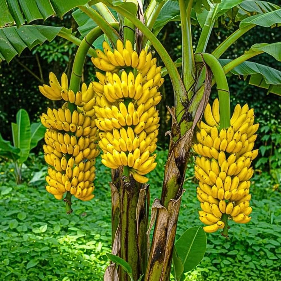 Dwarf Cavendish Banana Tree, 2-3 Feet Tall, Compact Banana Fruit Tree for Container and Garden Planting
