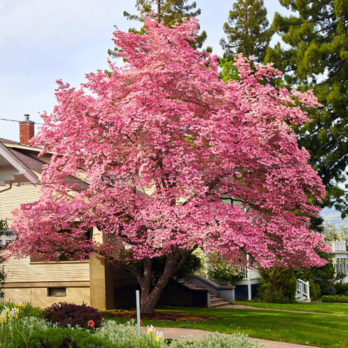Pink Dogwood Tree Live Plant 1 Year Old in Quart Pot, 6-12" in Tall, Dormant in Winter, Spring Blooms
