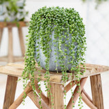 String Live Plants, Easy Indoor Trailing Succulent in 2.5" Pot, Hanging Succulent Houseplant Indoor Outdoor Planting (String of Pearls)