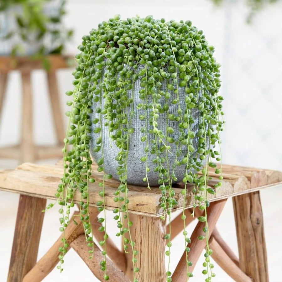 String Live Plants, Easy Indoor Trailing Succulent in 2.5" Pot, Hanging Succulent Houseplant Indoor Outdoor Planting (String of Pearls)