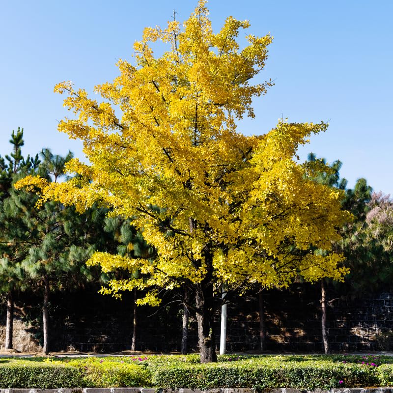Ginkgo Tree Live Plant, 6-12 Inch Tall Ginkgo Plant in Quart Pot, Ginkgo Biloba, Hardy Ornamental Tree for Outdoor Planting