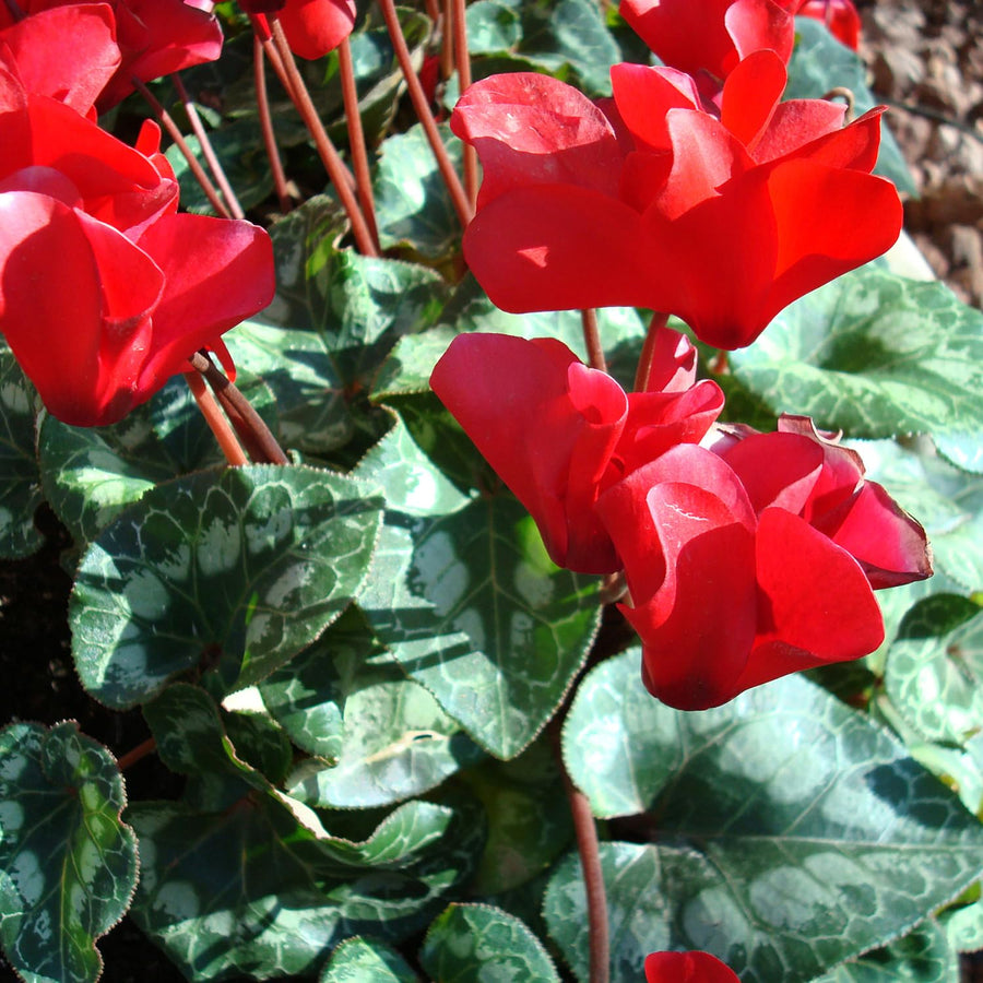 Red Cyclamen Plant Live, Cyclamen Flower Live Plant, 5'' to 7'' Tall, Easy to Plant, Out Garden