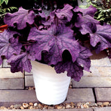 Heuchera Live Plant, Heuchera Coral Bells Live Plant, Deep Purple Heuchera Houseplant, 5-8 Inc Tall, Change Color Leaf Heuchera