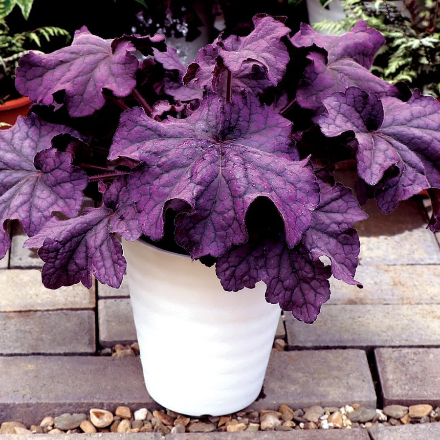 Heuchera Live Plant, Heuchera Coral Bells Live Plant, Deep Purple Heuchera Houseplant, 5-8 Inc Tall, Change Color Leaf Heuchera