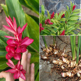 2 Thai Ginger Plants Live in Pot, Galangal Ginger for Herb Outdoor Growing, Starter Size, Fast-Growing