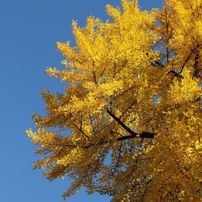 Set of 2 Ginkgo Trees Live Plants, 6-12 Inches Tall, Ginkgo Plant in Quart Pot, Hardy Landscape Trees with Golden Fall Leaves