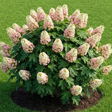 Oakleaf White to Red Pink Hydrangea Plant Live Tree, Rare Color, 4" Pot, Perennial and Hardy Blooming Shrub for Garden Spring Planting
