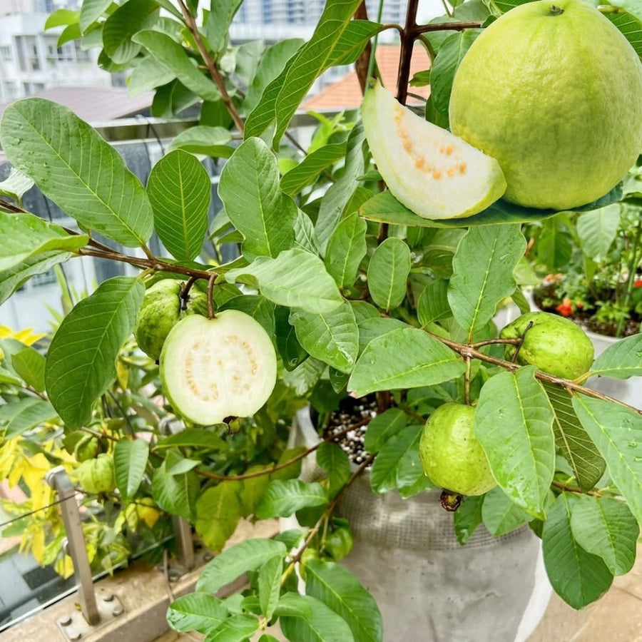 Live White Guava Tree Plant in Pot, 7-12" in Tall, Sweet Tropical Fruit Tree, Zones 9-11, Fast-Growing Guava Seedling