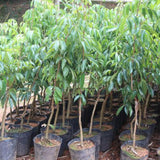 Lychee Tree Live, 3 Feet Tall Litchi Fruit Tree, Sweet Tropical Lychee for Outdoor or Indoor Planting