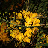 Yellow Mexican Bird of Paradise Plant Live in Pot, Well-Rooted Seedling for Outdoor Growing, Peacock Plant
