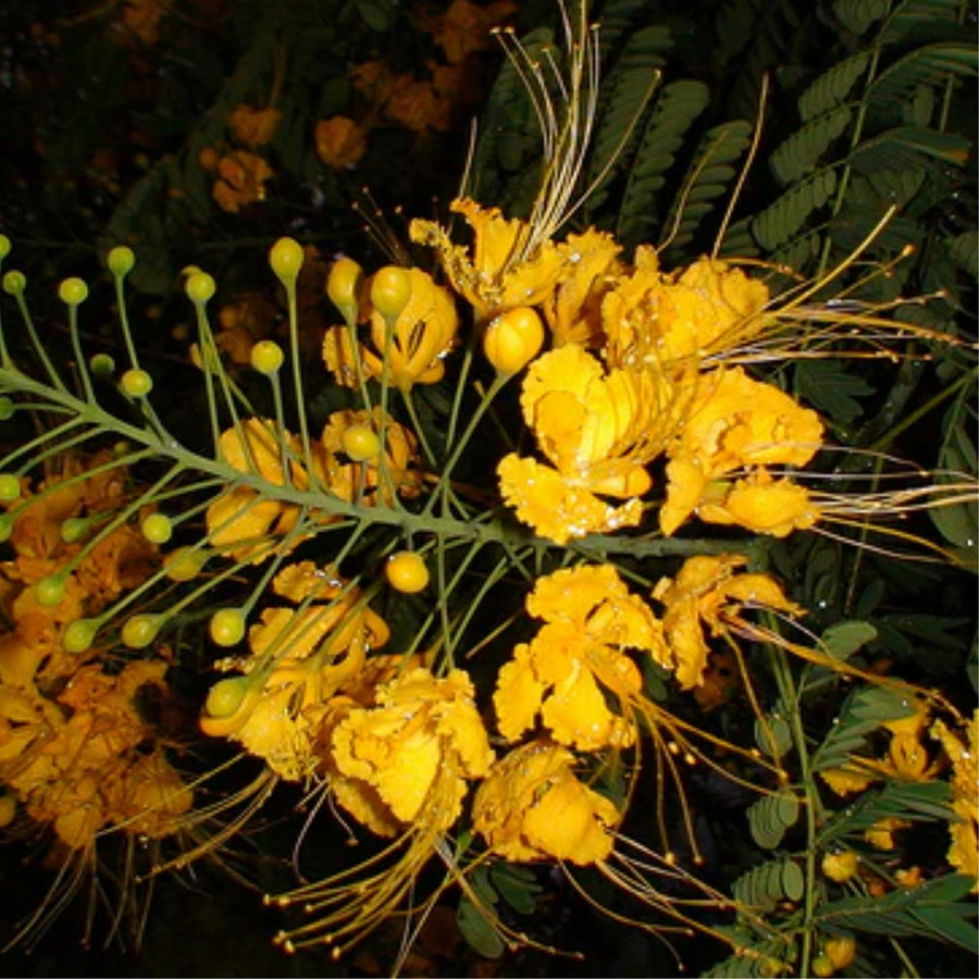 Yellow Mexican Bird of Paradise Plant Live in Pot, Well-Rooted Seedling for Outdoor Growing, Peacock Plant