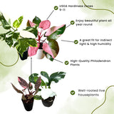 2 Mix Rare Philodendron Live Plant 5-9" Tall, Rare Tropical Indoor Houseplant Home Garden