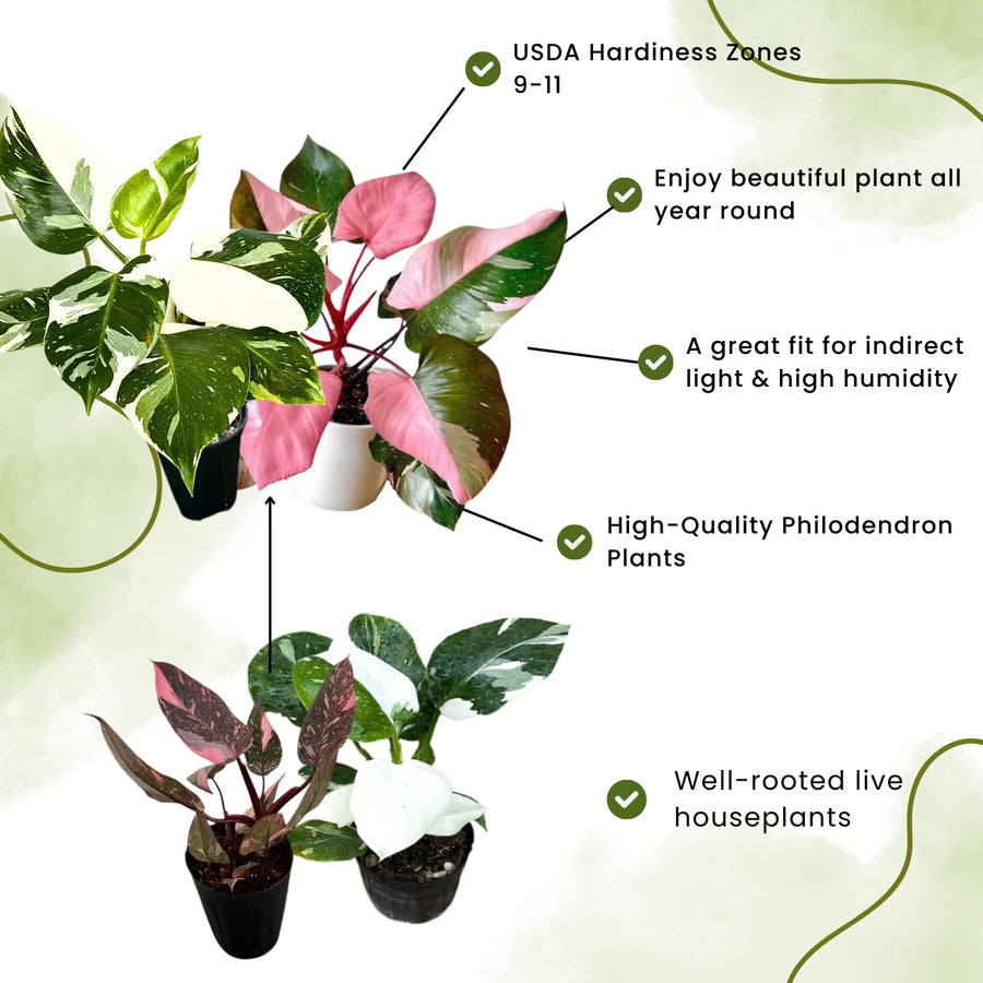 2 Mix Rare Philodendron Live Plant 5-9" Tall, Rare Tropical Indoor Houseplant Home Garden