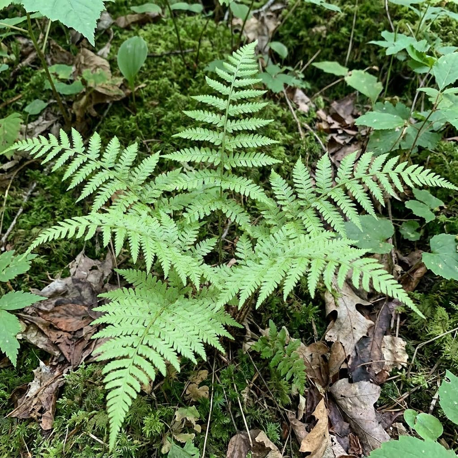10 Lady Fern Live Rhizomes, Shade Perennial Fern Plants for Outdoor Growing, Hardy, Fast Growing