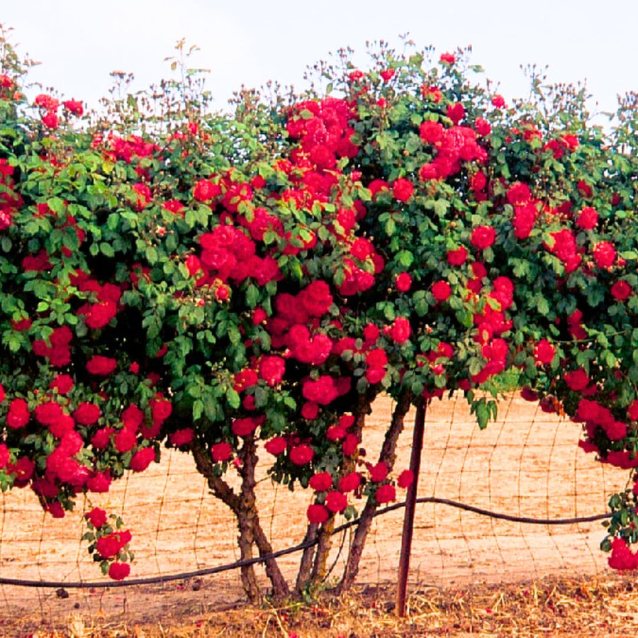 Don Juan Rose Live Plant, Don Juan Climbing Rose Plant Live, Donjuan Climber Plant for Planting, No Leaf, Trim Back, Well Rooted, Bare Root