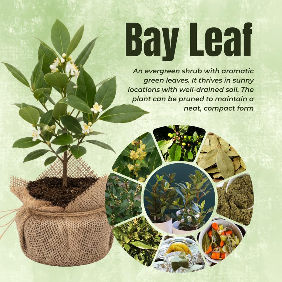 1 Year Old Bay Leaf Tree Live Plant Well-Rooted, 6-10" Tall, Sweet Bay Laurel Laurus Nobilis Plant for Outdoor Indoor Planting Herb