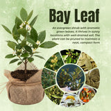 Live Bay Leaf Tree, Laurus Nobilis Plant, 5-9" Sweet Bay Live Plant No Pot, Well-Rooted