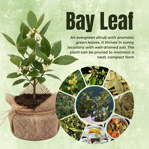 1 Year Old Bay Leaf Tree Live Plant Well-Rooted, 6-10" Tall, Sweet Bay Laurel Laurus Nobilis Plant for Outdoor Indoor Planting Herb