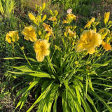 Set 2 Yellow Daylily Live Starter Plant, 4-6" Tall, Daylilies Plant, Hardy Flowering Plant for Yard, Garden and Landscaping, Bareroot