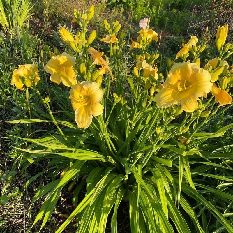 Set 2 Yellow Daylily Live Starter Plant, 4-6" Tall, Daylilies Plant, Hardy Flowering Plant for Yard, Garden and Landscaping, Bareroot