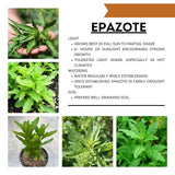Live Epazote Herb Plant, Epazote Plant Live 4” Potted Culinary Herbs for Indoor or Outdoor, 6-9" Tall