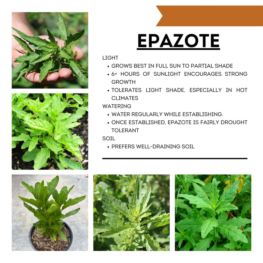 Live Epazote Herb Plant, Epazote Plant Live 4” Potted Culinary Herbs for Indoor or Outdoor, 6-9" Tall