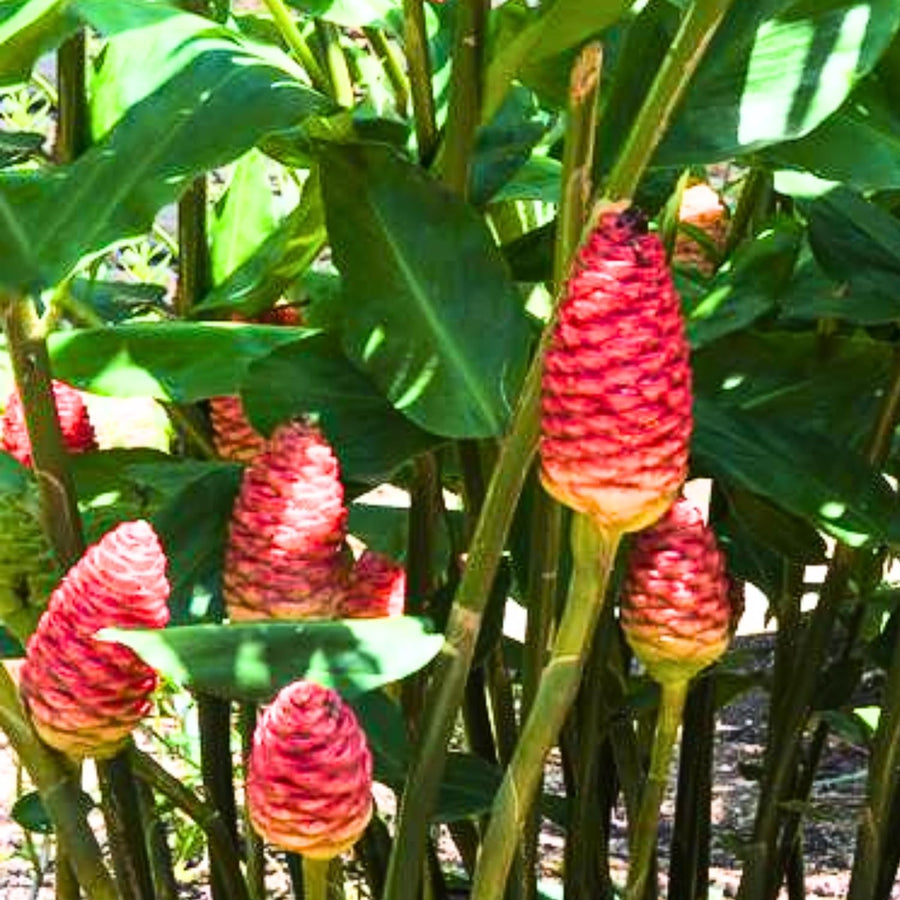 Pack 5 Shampoo Ginger Roots, Fresh Ginger Rhizomes Live Plants, Ornamental Flowers