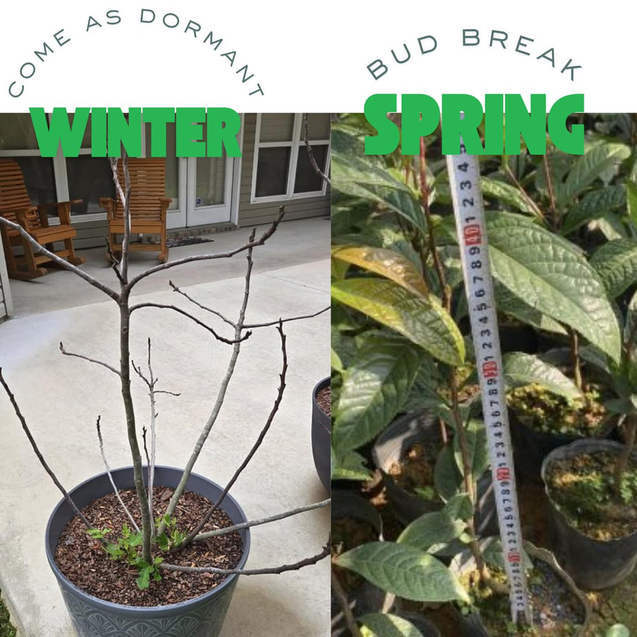 1-2 Years Old Butternut Tree Live Plant, White Walnut Tree in Gallon Pot, 24-36" in Tall, Dormant in Winter, Well-Rooted, Cannot Ship to CA