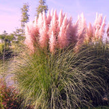 3 Pink Pampas Grass Plants Live, Hardy Ornamental Grass, Ready to Grow Pampas 4-8 Inches for Borders, Patios and Container Gardens