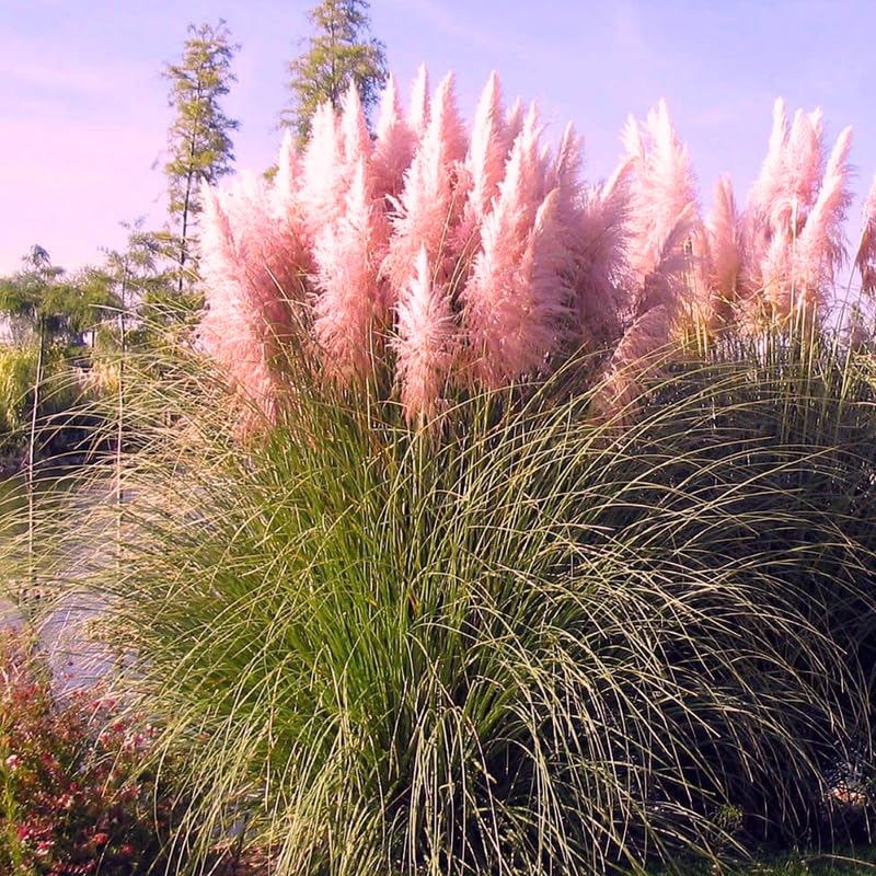 3 Pink Pampas Grass Plants Live, Hardy Ornamental Grass, Ready to Grow Pampas 4-8 Inches for Borders, Patios and Container Gardens