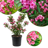 Pink Weigela Plant in Quart Pot, Weigela Live Plant, Live Shrub for Outdoor Garden, Spring Blooming Flower Bush