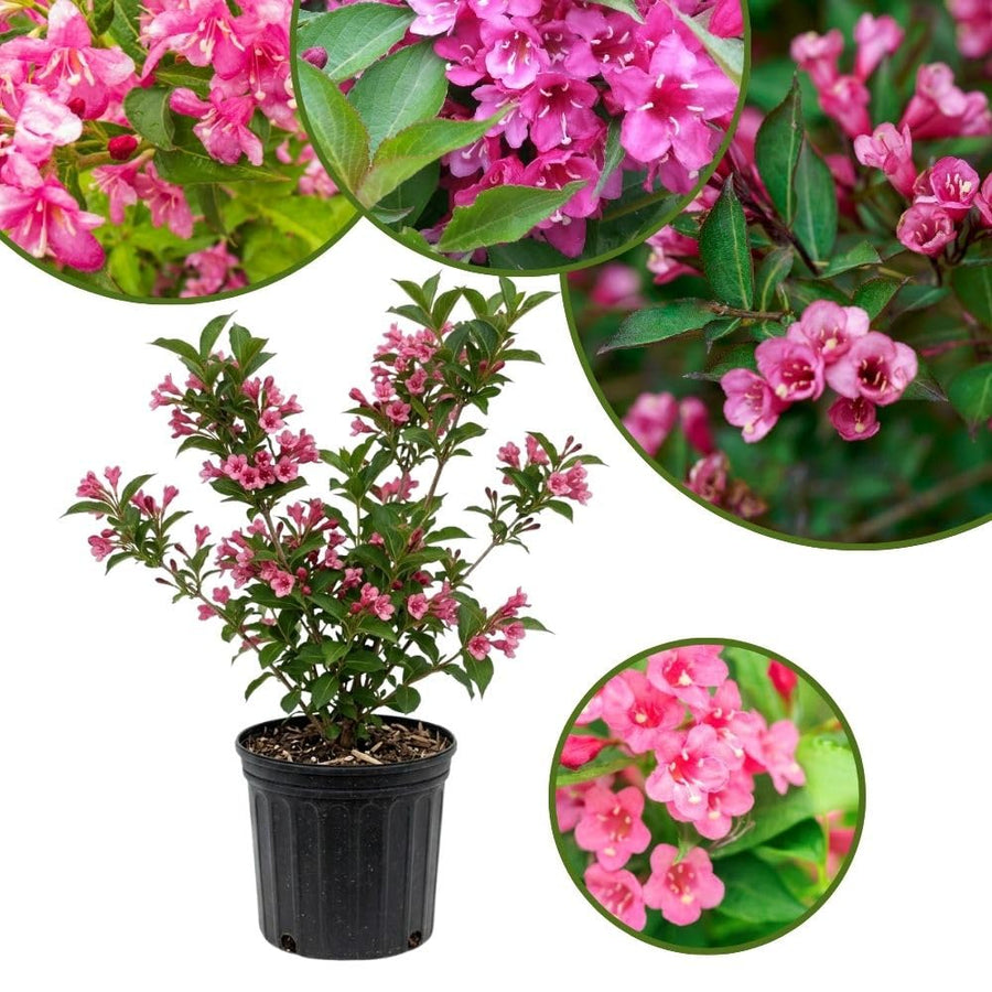 Pink Weigela Plant in Quart Pot, Weigela Live Plant, Live Shrub for Outdoor Garden, Spring Blooming Flower Bush