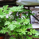 3 Citronella Plants Live, Live Citronella Plants Indoor Outdoor, Zone 9 to 11