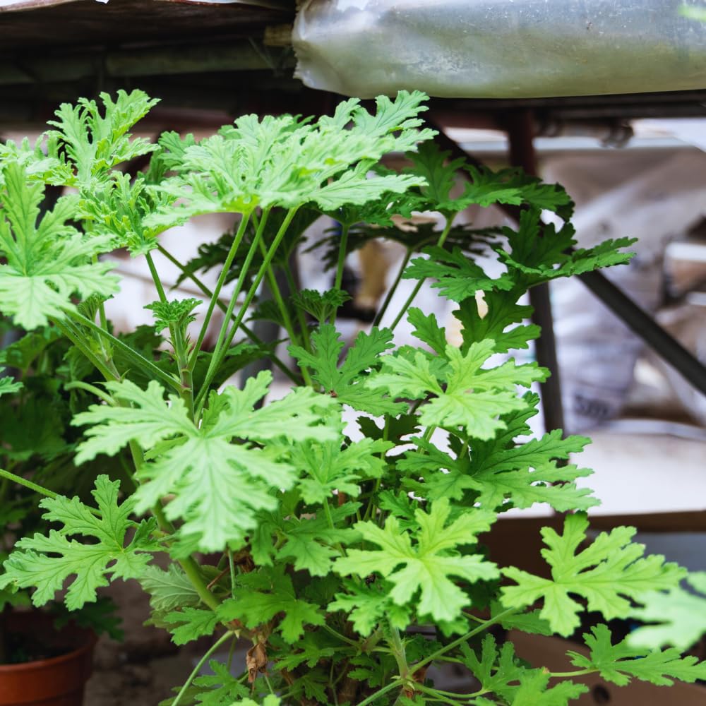 3 Citronella Plants Live, Live Citronella Plants Indoor Outdoor, Zone 9 to 11