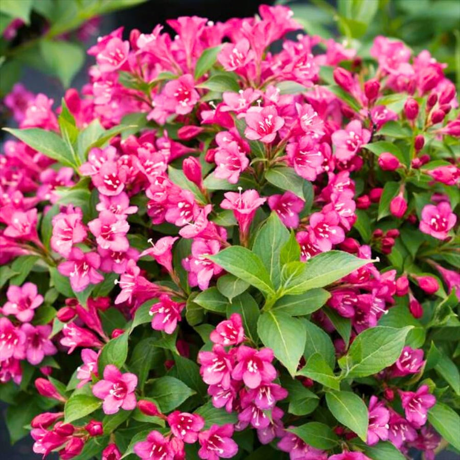 2 Pink Weigela Plant Live Tree in 4-Inch Pot, 6–9 Inches Tall, Hardy Ornamental Weigela for Garden, Patio, or Outdoor Landscaping