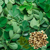 50 Moringa Seeds for Planting, Oleifera Tree Seeds, Suitable for Outdoor Growing