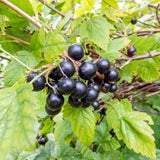 2 Muscadine Grape Vine Plant Live for Planting Outdoors, Potted 4 Inc, Muscadine Grape Plant Live Grape Tree to Grow, Grape Fruit Tree Live Plant
