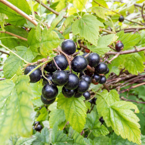 Muscadine Grape Vine Plant Live for Planting, Potted 4 Inch, Grape Plant Live Grape Tree, Grape Fruit Tree for Planting Outdoor
