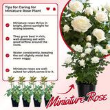 Miniature Rose Plant, Live 3” Potted Rose, Compact, Colorful Flowering Rose Bush for Indoor Outdoor Gardens (White)