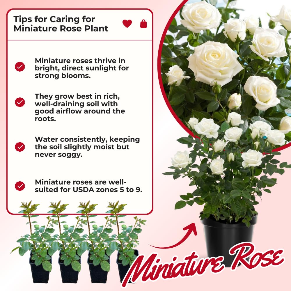 Miniature Rose Plant, Live 3” Potted Rose, Compact, Colorful Flowering Rose Bush for Indoor Outdoor Gardens (White)