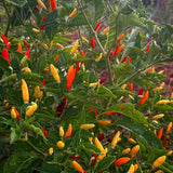 200 Pepper Seeds for Planting, Pepper Seeds for Indoor Outdoor Garden