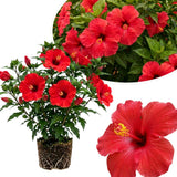 Red Hibiscus Plant Live, Well-Rooted Hibiscus Flowers, 5-7 Inches Tall, Tropical Flowering for Indoor Outdoor Planting