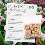 Set 3 Pink Calla Lily Bulbs for Outdoor Planting, Calla Lily Bulbs for Planting, Ornamental Flower Bulbs for Growing