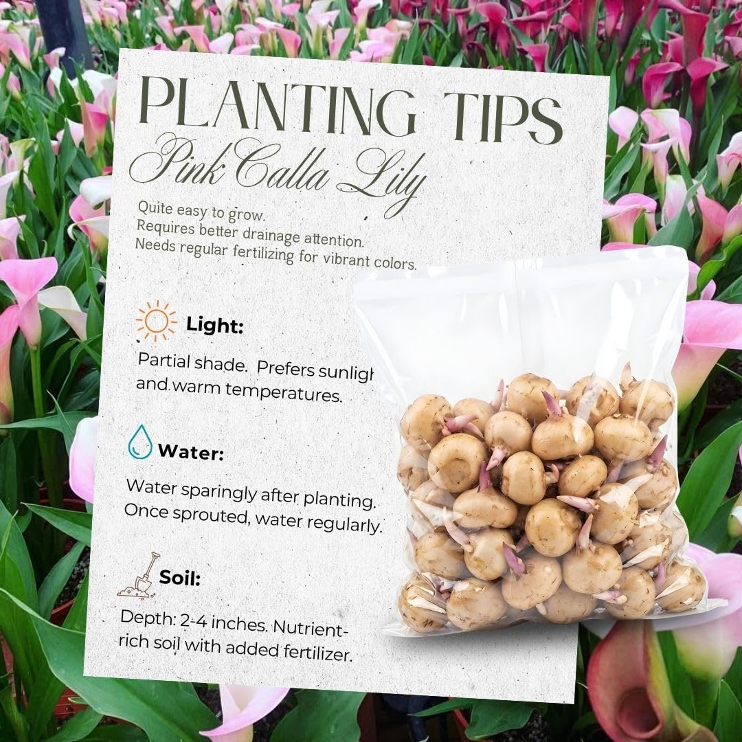 Set 3 Pink Calla Lily Bulbs for Outdoor Planting, Calla Lily Bulbs for Planting, Ornamental Flower Bulbs for Growing