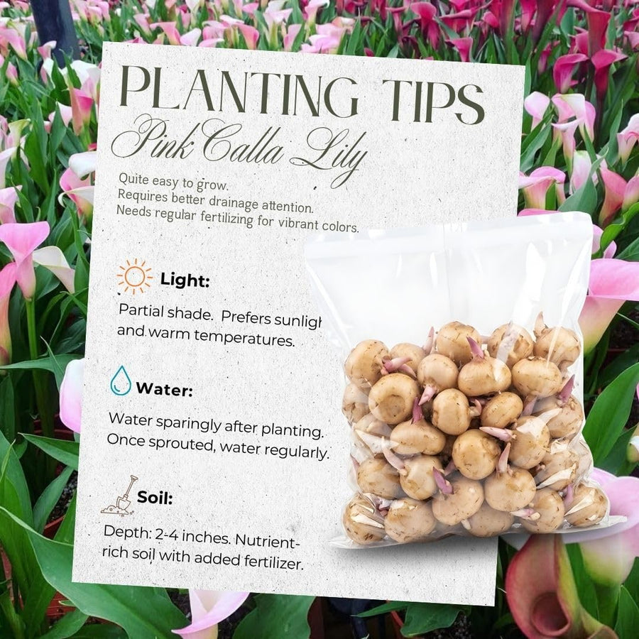 Set 3 Pink Calla Lily Bulbs for Outdoor Planting, Calla Lily Bulbs for Planting, Ornamental Flower Bulbs for Growing