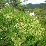 Night Blooming Jasmine Plant Live, Night Jasmine Live Plants Climbing Vine No Pot Indoor Outdoor Fragrant Flower Garden Planting
