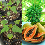 Dwarf Papaya Tree Plant Live in Half Gallon Pot, Tropical Papaya Plant 7-12 Inches Ready to Grow, Tropical Frui Tree Outdoor Growing