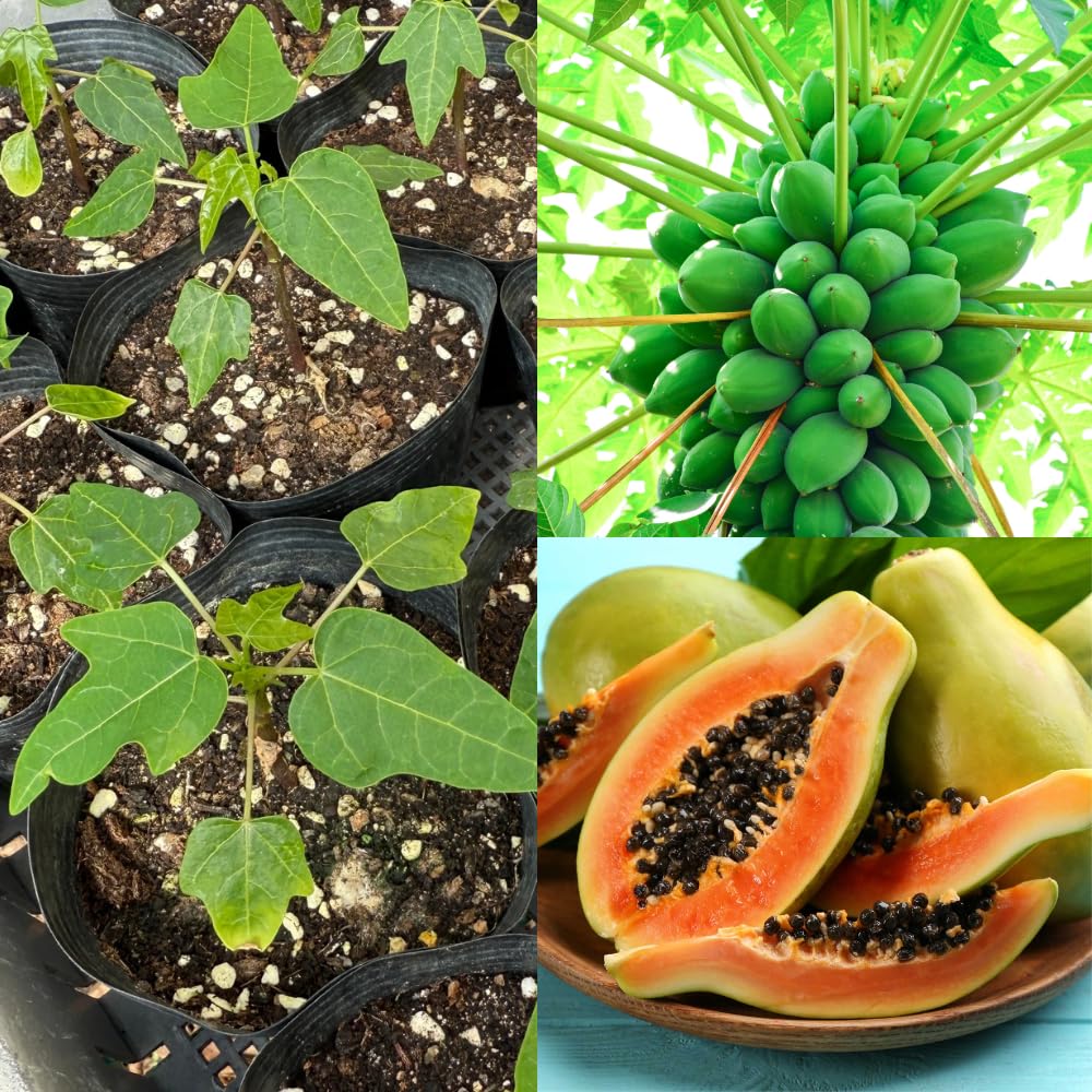 Dwarf Papaya Tree Plant Live in Half Gallon Pot, Tropical Papaya Plant 7-12 Inches Ready to Grow, Tropical Frui Tree Outdoor Growing